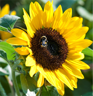 sunflower-honey